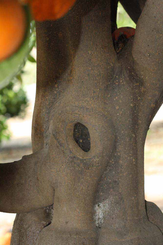            Bark (Riverside, CA)   